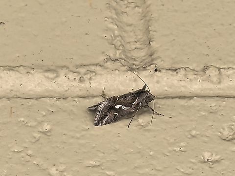 Tobacco Looper - Chrysodeixis argentifera  Australia,Chrysodeixis argentifera,Engadine,Moth,New South Wales,Tobacco Looper