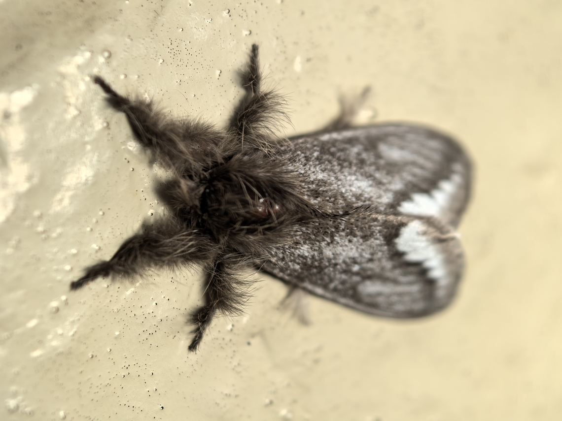 Bordered Browntail Moth - Urocoma limbalis  Australia,Bordered Browntail Moth,Browntail Moth,Engadine,Euproctis limbalis,Moth,New South Wales