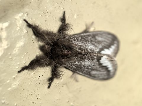 Bordered Browntail Moth - Urocoma limbalis  Australia,Bordered Browntail Moth,Browntail Moth,Engadine,Euproctis limbalis,Moth,New South Wales
