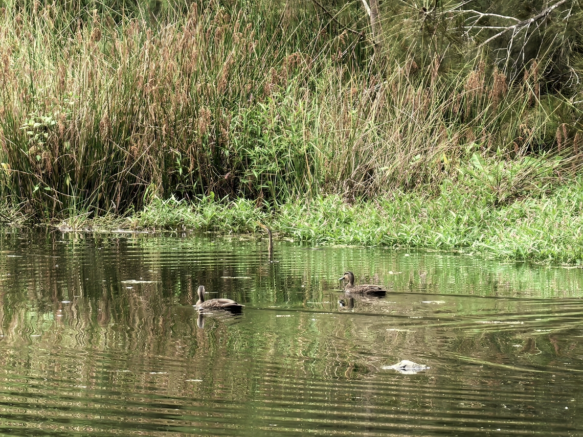 Pacific Black Duck - Anas superciliosa  Anas superciliosa,Australia,Bird,Black Duck,Duck,Engadine,New South Wales,Pacific Black Duck