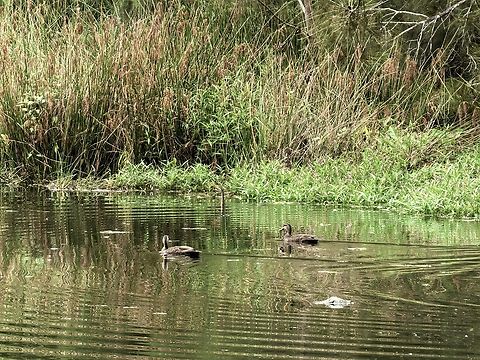 Pacific Black Duck - Anas superciliosa  Anas superciliosa,Australia,Bird,Black Duck,Duck,Engadine,New South Wales,Pacific Black Duck
