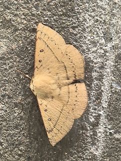 Common Anthelid Moth - Anthela acuta  Anthela acuta,Australia,Common Anthelid Moth,Engadine,Moth,New South Wales