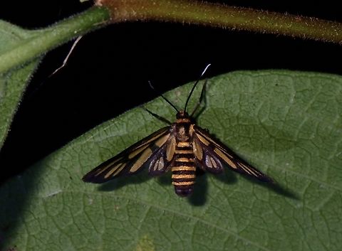 Wasp Moth - Amata hirayamae  Amata hirayamae,Moth,Nueva Ecija,Philippines,Wasp Moth