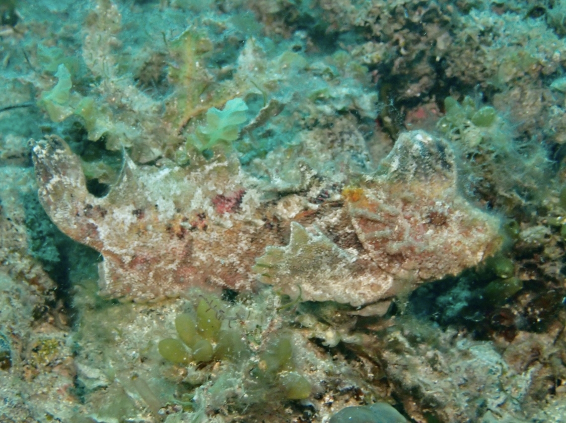 Southern Velvetfish - Aploactisoma milesii  Adelaide,Aploactisoma milesii,Australia,Fish,South Australia,Southern Velvetfish,Veletfish