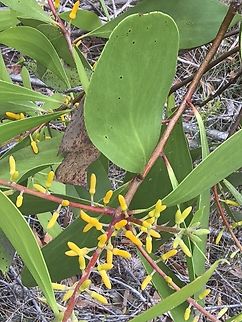 Broad-Leaf Geebung - Persoonia levis  Australia,Broad-Leaf Geebung,Engadine,Flower,New South Wales,Persoonia levis,Plant
