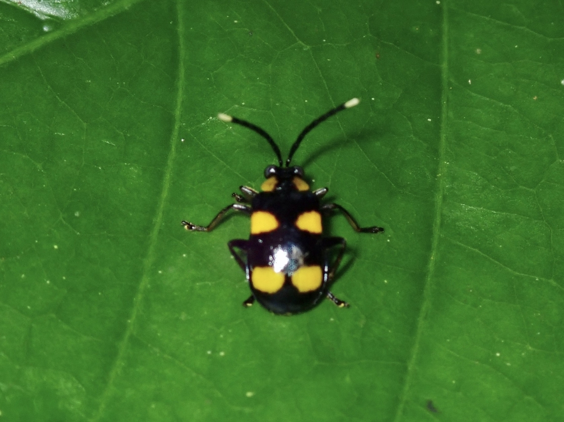Flea Beetle - Aplosonyx quadripustulatus  Aplosonyx quadripustulatus,Beetle,Flea Beetle,Malaysia,Perak