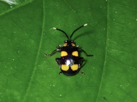 Aplosonyx quadripustulatus