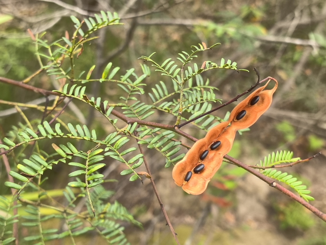 Sunshine Wattle - Acacia terminalis  Acacia terminalis,Australia,Engadine,Fruit,New South Wales,Plant,Sunshine Wattle