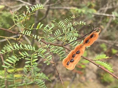 Sunshine Wattle - Acacia terminalis  Acacia terminalis,Australia,Engadine,Fruit,New South Wales,Plant,Sunshine Wattle