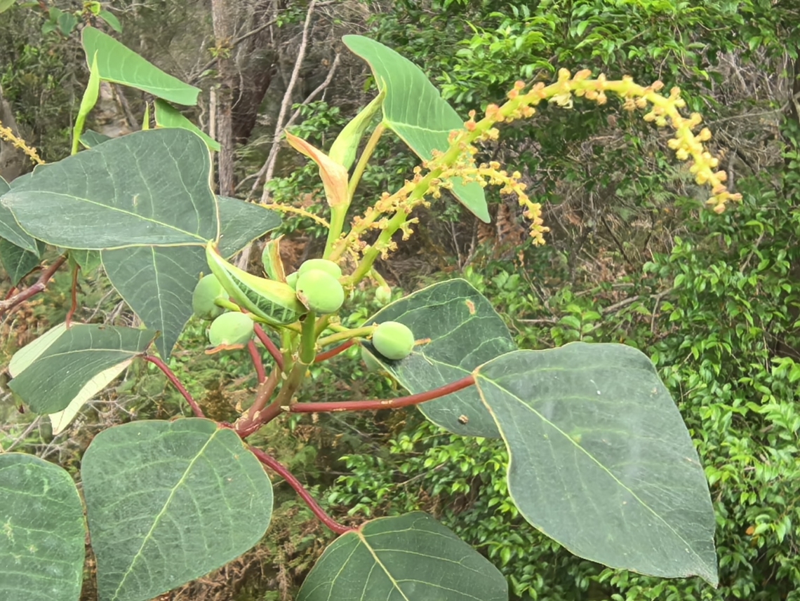 Bleeding Heart - Homalanthus populifolius  Australia,Bleeding Heart,Engadine,Flower,Homalanthus populifolius,New South Wales,Plant