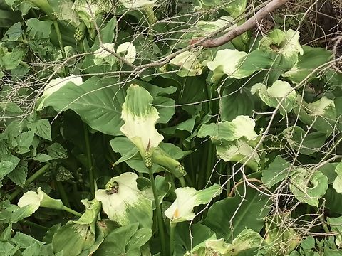 Calla Lily - Zantedeschia aethiopica  Australia,Calla Lily,Engadine,Lily,New South Wales,Plant,Zantedeschia aethiopica