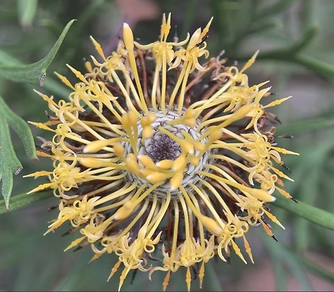 Broad-Leaved Drumsticks - Isopogon anemonifolius  Australia,Broad-Leaved Drumsticks,Engadine,Flower,Isopogon anemonifolius,New South Wales,Plant