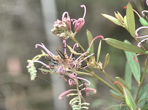 Pink Spider Flower - Grevillea sericea  Australia,Engadine,Flower,Grevillea sericea,New South Wales,Pink Spider Flower,Plant,Spider Flower
