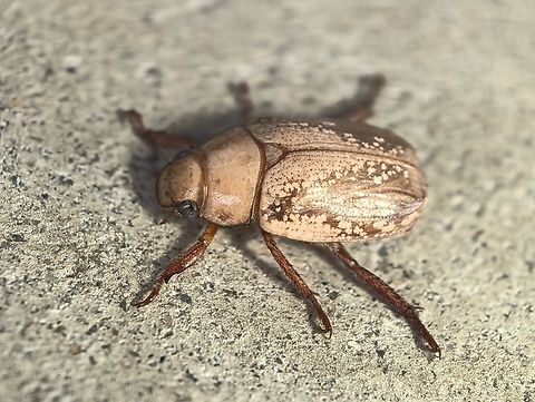 Campfire Beetle - Anoplognathus concolor  Anoplognathus concolor,Australia,Beetle,Campfire Beetle,Engadine,New South Wales