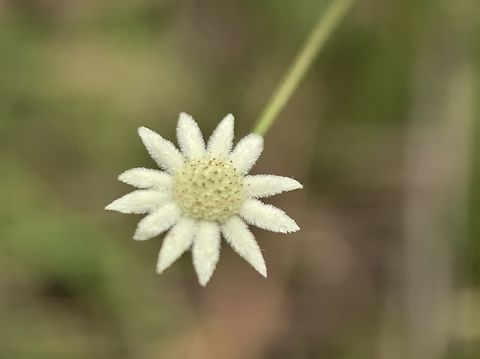Lesser Flannel Flower - Actinotus minor  Actinotus minor,Australia,Engadine,Flannel Flower,Flower,Lesser Flannel Flower,New South Wales,Plant