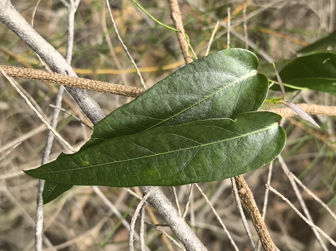 Common Silkpod - Parsonsia straminea  Australia,Common Silkpod,Engadine,New South Wales,Parsonsia straminea,Plant