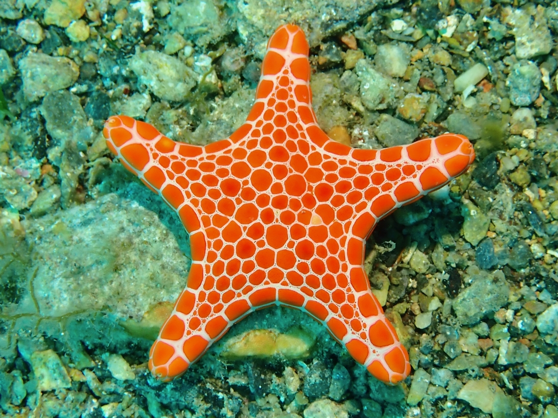 Biscuit Star - Pentagonaster duebeni  Adelaide,Australia,Biscuit Star,Pentagonaster  duebeni,Sea Star,South Australia