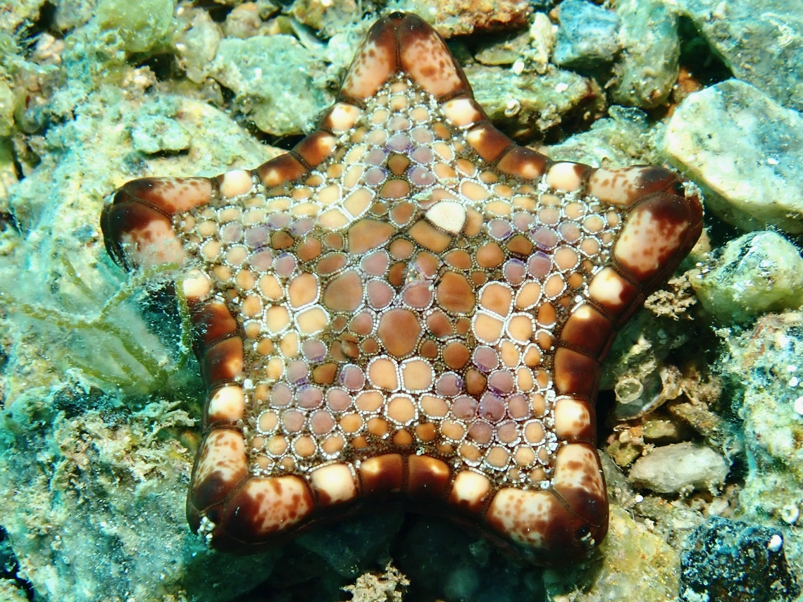 Common Biscuit Star - Tosia australis  Adelaide,Australia,Biscuit Star,Common Biscuit Star,Sea Star,South Australia,Tosia australis