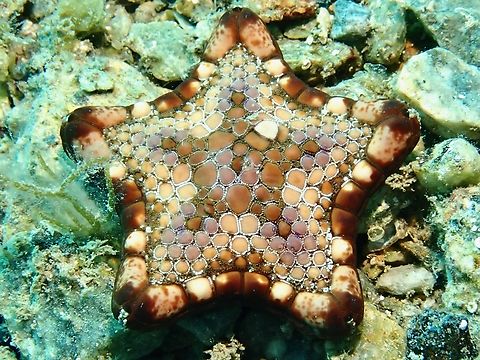 Common Biscuit Star - Tosia australis  Adelaide,Australia,Biscuit Star,Common Biscuit Star,Sea Star,South Australia,Tosia australis