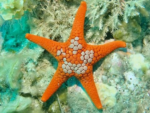 Spotted Sea Star - Nectria ocellata  Adelaide,Australia,Nectria ocellata,Sea Star,South Australia,Spotted Sea Star