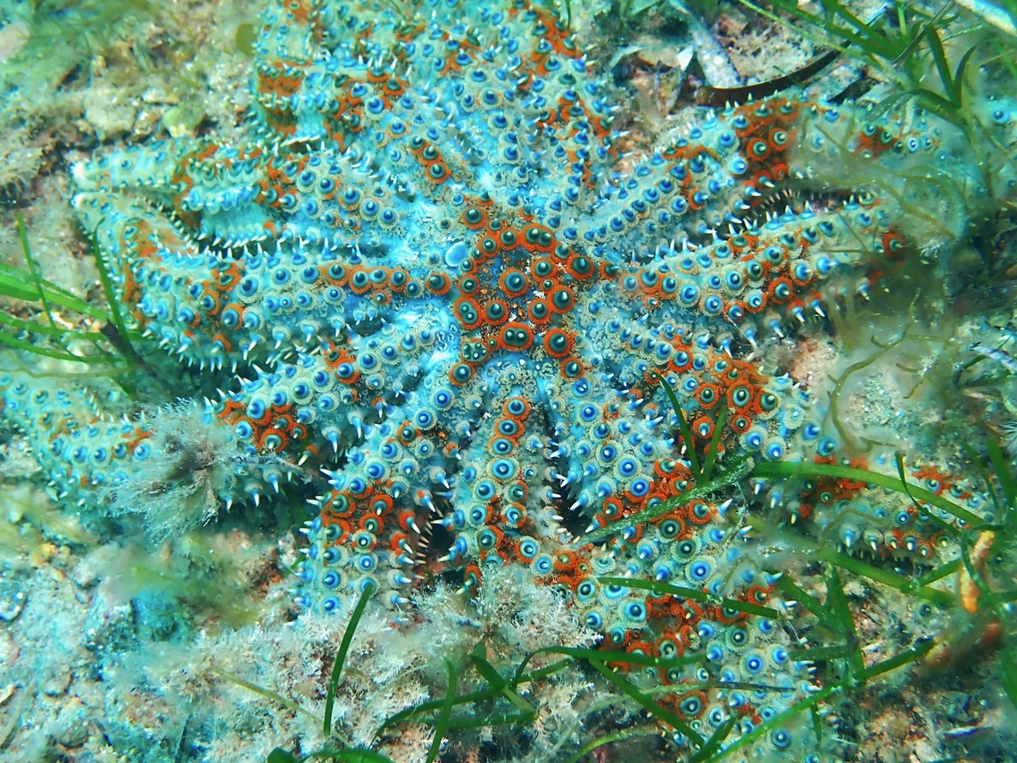 Eleven-Armed Sea Star - Coscinasterias muricata  Adelaide,Australia,Coscinasterias muricata,Eleven-Armed Sea Star,Sea Star,South Australia