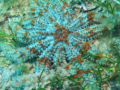 Eleven-Armed Sea Star - Coscinasterias muricata  Adelaide,Australia,Coscinasterias muricata,Eleven-Armed Sea Star,Sea Star,South Australia