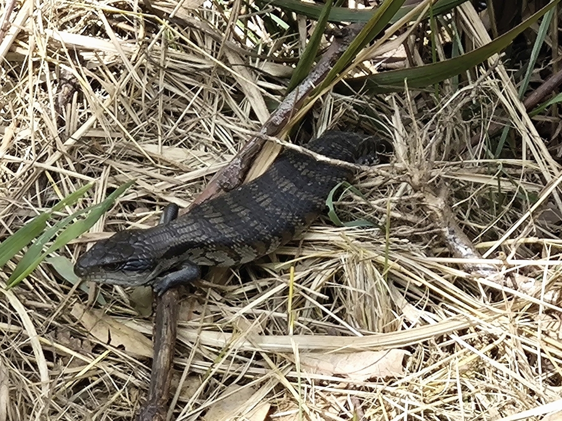 Common Bluetongue - Tiliqua scincoides  Australia,Common Bluetongue,New South Wales,Skink,Sydney,Tiliqua scincoides