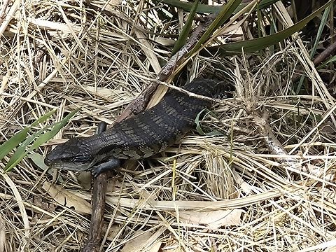 Common Bluetongue - Tiliqua scincoides  Australia,Common Bluetongue,New South Wales,Skink,Sydney,Tiliqua scincoides
