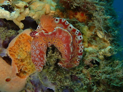 Short-Tailed Ceratosoma - Ceratosoma brevicaudatum  Adelaide,Australia,Ceratosoma brevicaudatum,Nudibranch,Short-Tailed Ceratosoma,South Australia