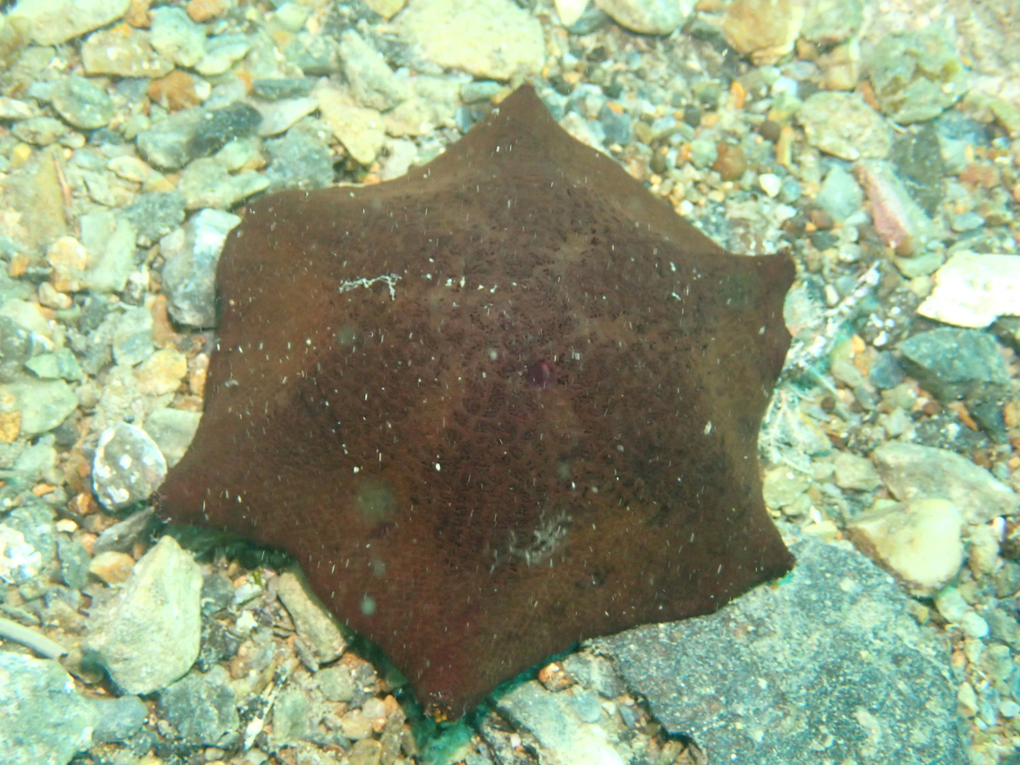 Gunn's Sea-Armed Star - Meridiastra gunnii  Adelaide,Australia,Gunn's Six-Armed Star,Meridiastra gunnii,Sea Star,West Australia