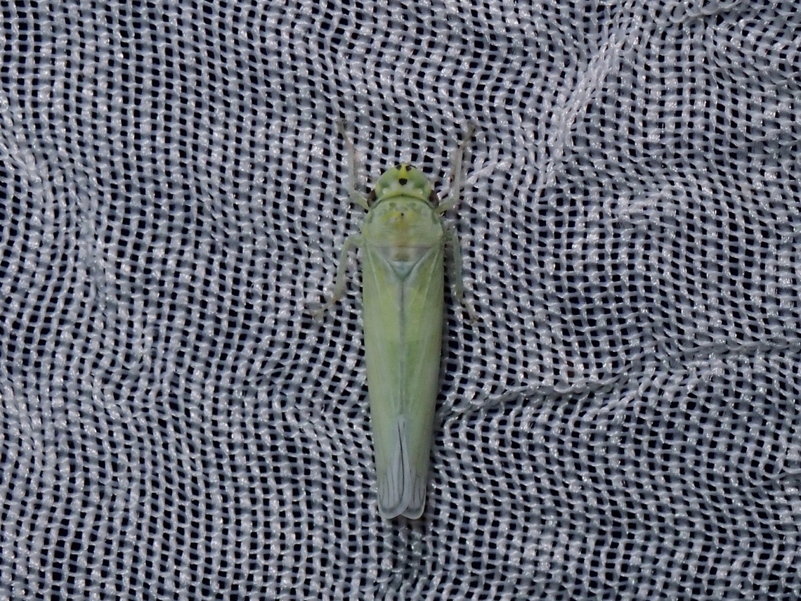 Leafhopper - Cofana eburnea  Cofana eburnea,Hopper,Leafhopper,Palawan,Philippines