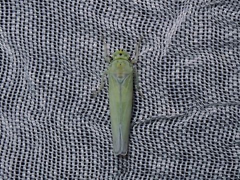 Leafhopper - Cofana eburnea  Cofana eburnea,Hopper,Leafhopper,Palawan,Philippines