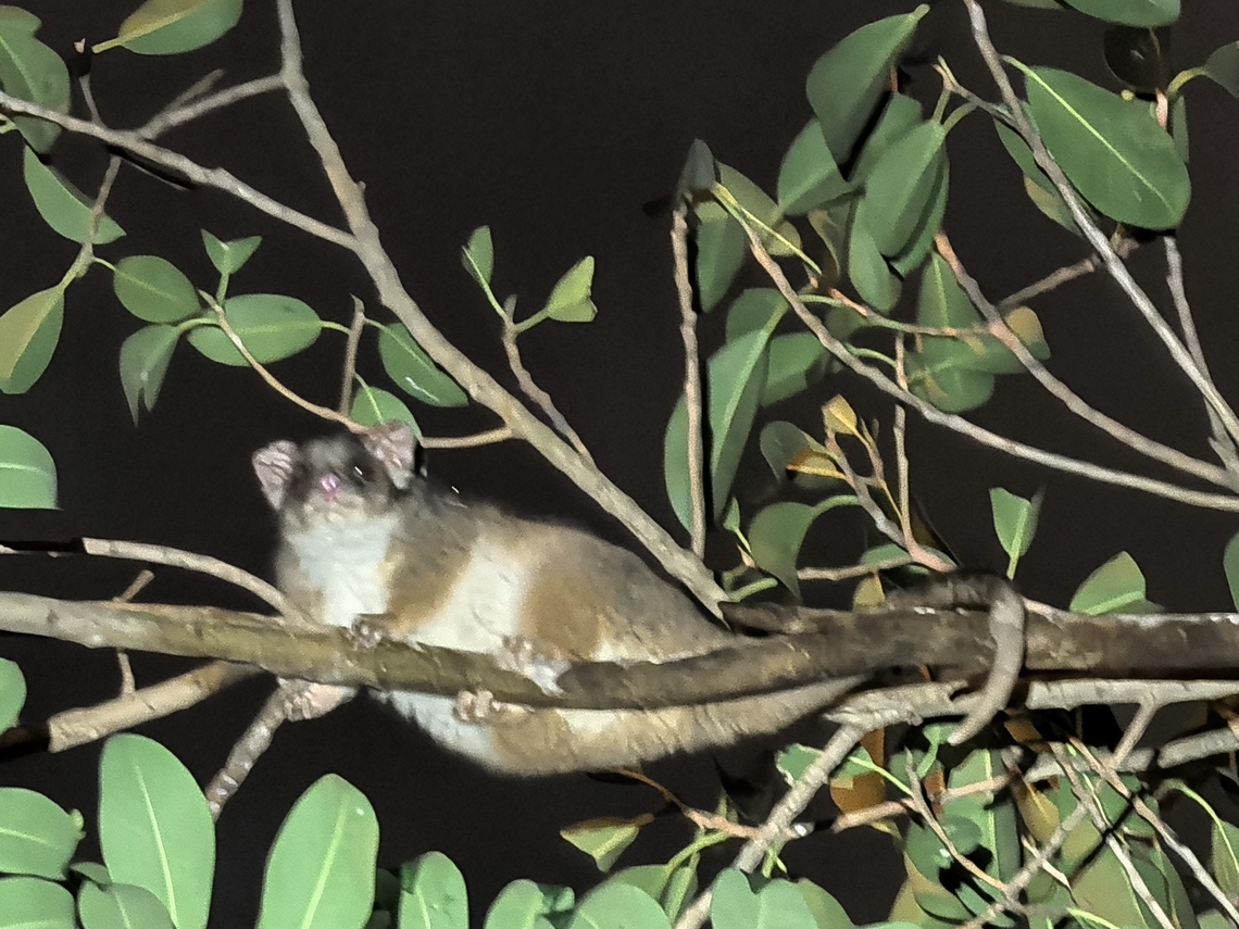 Common Ring-Tailed Possum - Pseudocheirus peregrinus  Australia,Common Ring-Tailedl Possum,New South Wales,Possum,Pseudocheirus peregrinus,Ring-Tailed Possum,Sydney