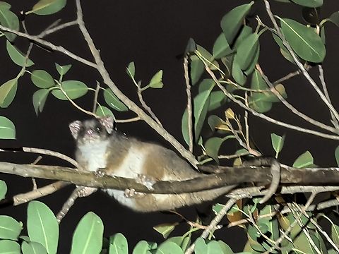 Common Ring-Tailed Possum - Pseudocheirus peregrinus  Australia,Common Ring-Tailedl Possum,New South Wales,Possum,Pseudocheirus peregrinus,Ring-Tailed Possum,Sydney
