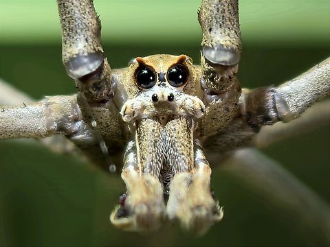 Owl? Have seen many of this back in Malaysia & Philippines, although rare and hard to find, but not able to identify to species ID

However, this one from Australia is super common and can be found right in the middle of city centre and in gardens! Asianopis subrufa,Australia,New South Wales,Ogre-Faced Spider,Rufous Net-Casting Spider,Spider,Sydney