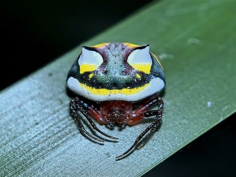 Colourful Bird Droppings? Two-Spined Spider - Poecilopachys australasia Australia,New South Wales,Orb-Weaver Spider,Poecilopachys australasia,Spider,Sydney,Two-Spined Spider