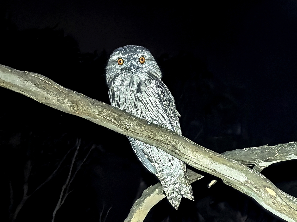 Tawny Frogmouth - Podargus strigoides  Australia,Bird,Frogmouth,New South Wales,Podargus strigoides,Sydney,Tawny Frogmouth