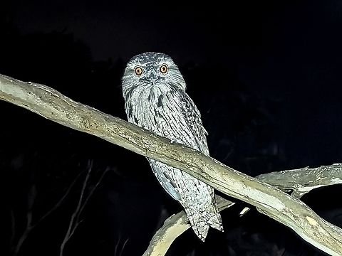 Tawny Frogmouth - Podargus strigoides  Australia,Bird,Frogmouth,New South Wales,Podargus strigoides,Sydney,Tawny Frogmouth