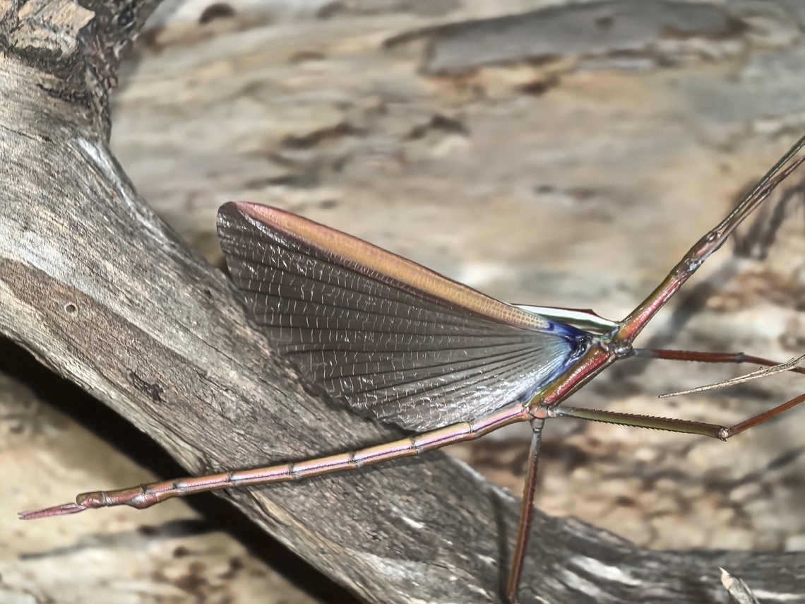 Children's Stick Insect -  Tropidoderus childrenii Male, flashing wings. Austrslia,Children's Stick Insect,New South Wales,Phasmatodea,Phasmid,Phasmida,Stick Insect,Sydney,Tropidoderus childrenii