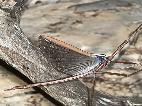 Children's Stick Insect -  Tropidoderus childrenii Male, flashing wings. Austrslia,Children's Stick Insect,New South Wales,Phasmatodea,Phasmid,Phasmida,Stick Insect,Sydney,Tropidoderus childrenii
