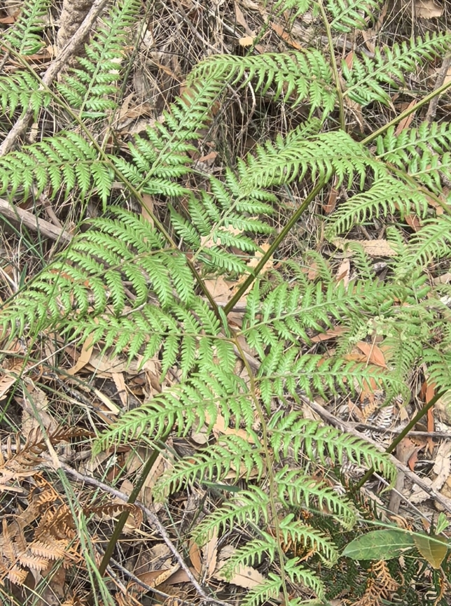 Austral Bracken - Pteridium esculentum  Austral Bracken,Australia,Engadine,Fern,New South Wales,Plant,Pteridium esculentum