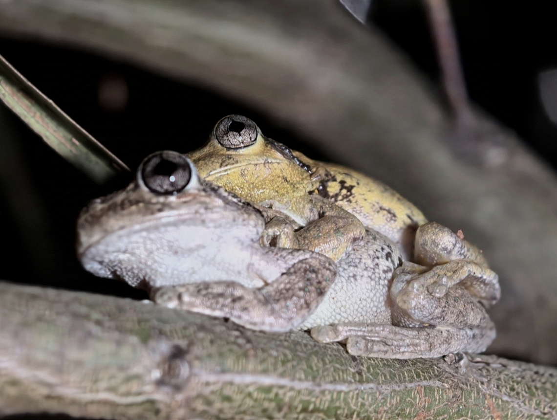 Froggy Couple Peron&#039;s Tree Frog - Litoria peronii Australia,Frog,Litoria peronii,Macquarie,New South Wales,Peron's Tree Frog,Sydney,Tree Frog