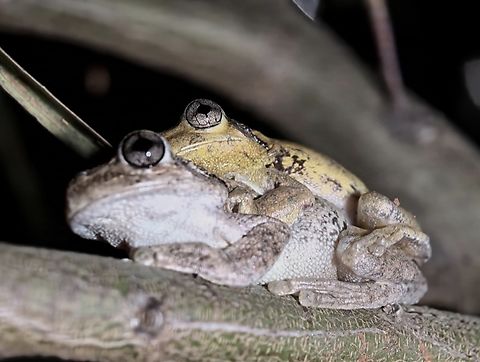 Froggy Couple Peron's Tree Frog - Litoria peronii Australia,Frog,Litoria peronii,Macquarie,New South Wales,Peron's Tree Frog,Sydney,Tree Frog