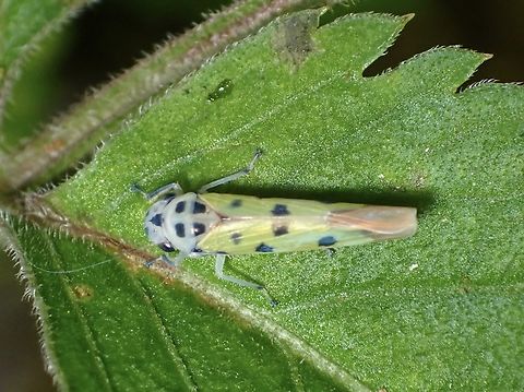 Sharpshooter - Anatkina illustris  Anatkina illustris,Hopper,Malaysia,Pahang,Sharpshooter