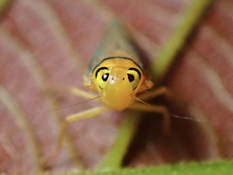 Bug-Eyed! Leafhopper from Sub-Family - Coelidiinae Coelidiinae,Leafhopper,Malaysia,Selangor