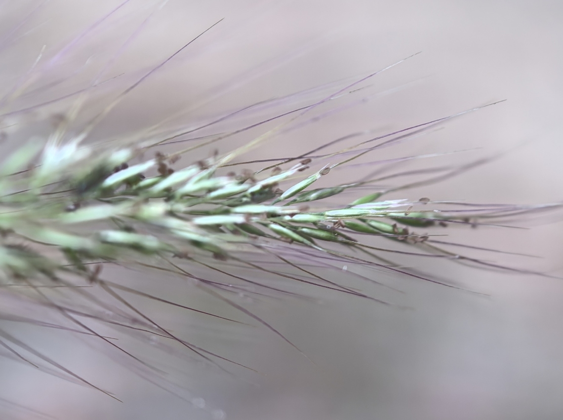 Purple Plume Grass - Dichelachne micrantha  Australia,Dichelachne micrantha,Engadine,Grass,New South Wales,Pentapogon micranthus,Plume Grass,Purple Plume Grass,Purple Plume-Grass