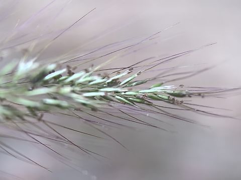 Purple Plume Grass - Dichelachne micrantha  Australia,Dichelachne micrantha,Engadine,Grass,New South Wales,Pentapogon micranthus,Plume Grass,Purple Plume Grass,Purple Plume-Grass