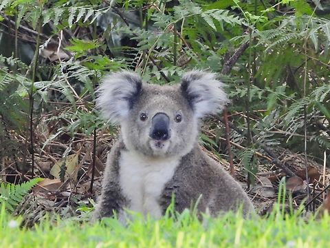 Garden Visitor We knew there were wild Koalas in this location and was on the lookout for them during our hikes and night walks without success.

On the last morning, early in the morning when I came out of my tent, I saw 'something' foraging on the ground thinking it was a Possum as they were very common at the camping ground.  However, it is in the morning and I wasn't sure if it was a Possum or something else, decided to get my zoom lens to take a better look, and woa, pleasantly surprised!

This cutie was foraging on the ground and when I approached closer, it went up a tree but still didn't go all the way high up, we had some good close encounters with it and it was jumping from tree trunks to tree trunks! :D Australia,Koala,Koala Bear,Nelson Bay,New South Wales,Phascolarctos cinereus