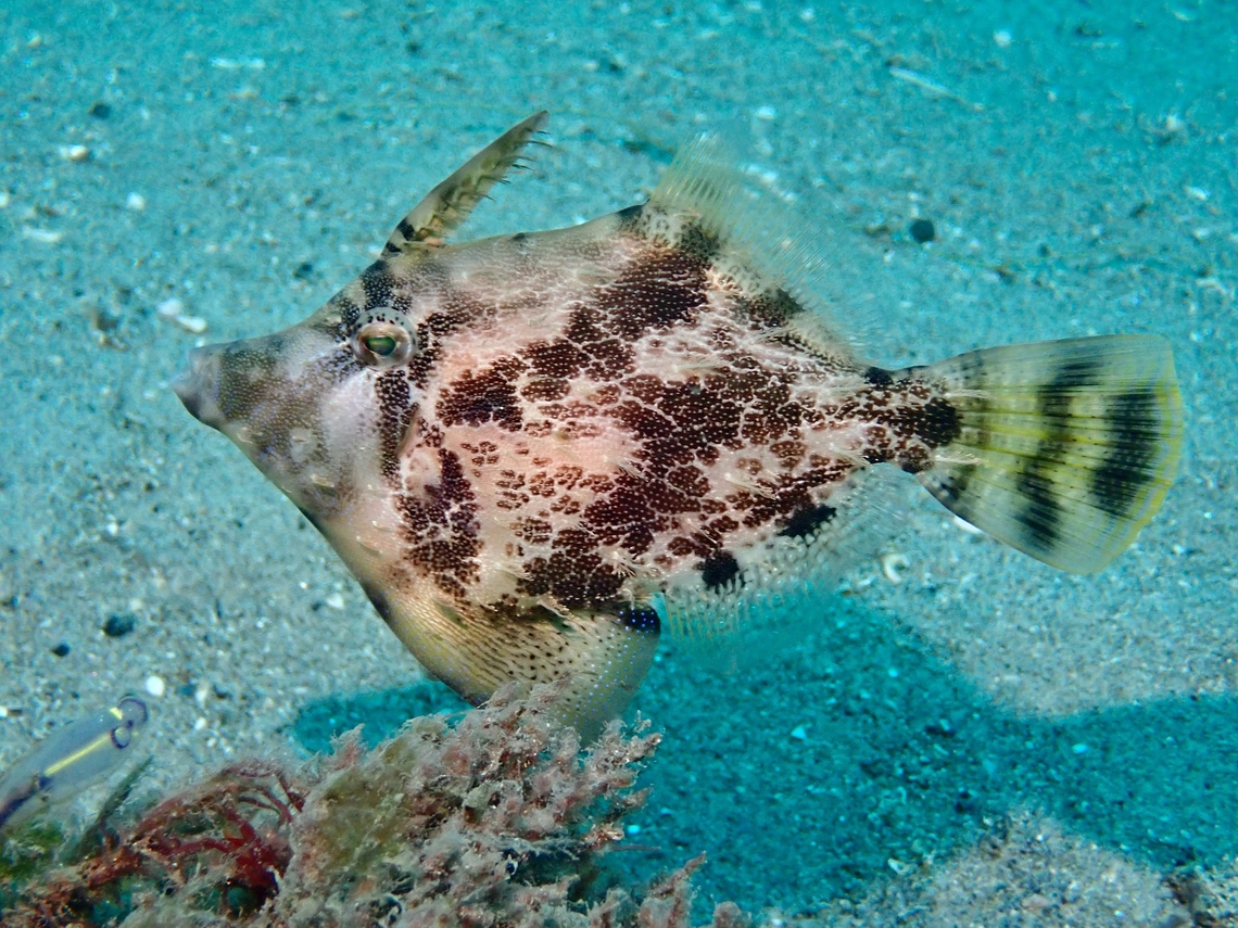 Fan-Bellied Leatherjacket - Monacanthus chinensis  Australia,Fan-Belly Leatherjacket,Filefish,Fish,Leatherjacket,Monacanthus chinensis,Nelson Bay,New South Wales