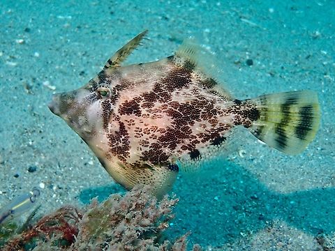 Fan-Bellied Leatherjacket - Monacanthus chinensis  Australia,Fan-Belly Leatherjacket,Filefish,Fish,Leatherjacket,Monacanthus chinensis,Nelson Bay,New South Wales
